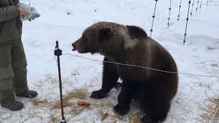 Как и что ест медведь Мансур в новом году