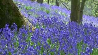 BLUEBELL WOODS in Northwest England