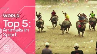 Animals in Sports! | Top 5 | Trans World Sport