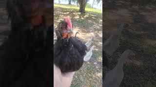 Chicky Chicky choo choo needs love to.#chicken #ducks #runnerduck #pets #homestead #waterfowl