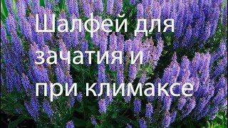 Шалфей для зачатия и при климаксе.  Лечебные свойства, применение и противопоказания