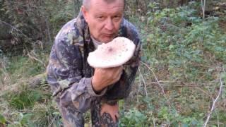 Гриб-зонтик  пёстрый: быстрый обед  в лесу. (Macrolepiota procera).