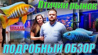 Цихлиды, гуппи, карпы кои и ФОРЕЛЬ! Подробный обзор птичьего рынка