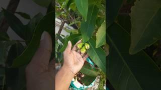 Water apple in our terrace garden #terracegarden #waterapple