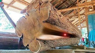 giant hundred year old acacia tree trunk full of dense and fine fibers