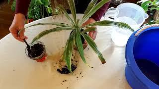 How to Get Rid of Salt in Houseplant Soil (Part 1)