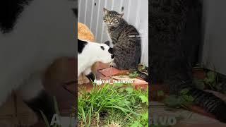 День это маленькая жизнь. Проживайте её так, чтоб вечером чувствовать удовлетворение. #кошки