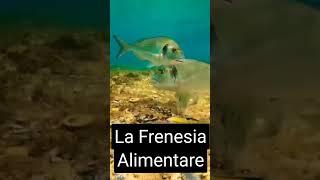 Frenesia Alimentare  #pesca #pescare #fishing