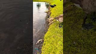 6 Goslings At Epic Pond! #goose #goslings #wildlife