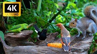 24/7 LIVE CAT TV  Beautiful Birds and Adorable Red Squirrels in The Forest Nook Restaurant 4K HDR