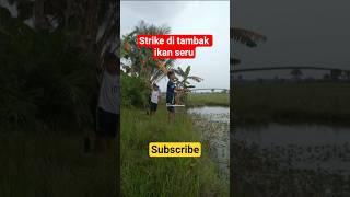 Mujair nila strike#mujairnila #fishing #mancing #petualangan #shorts #fyp
