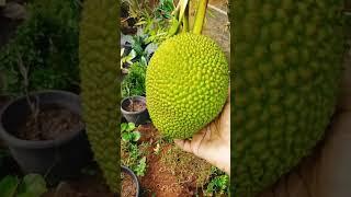 കുഞ്ഞൻ ചക്ക #plantsgarden #shortsvideo