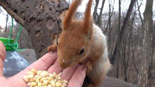 Ещё одна незнакомая белка / Another unknown squirrel