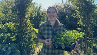 Floret Farm Tour: Dahlia Seedling Patch