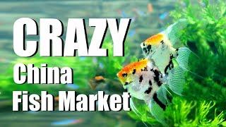 CHINA AQUARIUM MARKET IN GUANGZHOU: Amazing!!!- from senzeal.com