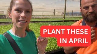 AUTUMN planting guide for VIC & COOL TEMPERATE zones - seedlings to plant in APRIL - QPS Nursery