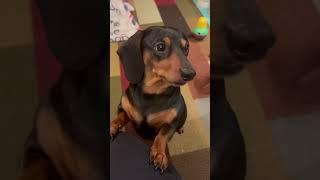 Wait, Dont leave. #dog #doglover #dachshund #sausagedog #cute #foryou #pets