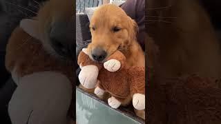 This Golden gets so excited when his GRANDMA comes to visit!