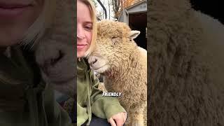 Baby doll sheep with a smiling face#animals #funnyanimal #funny #sheep