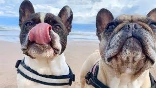 The Best French Bulldog Sounds!