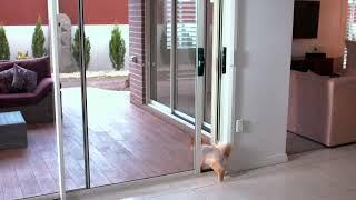 Automatic Dog Door for Patio Doors