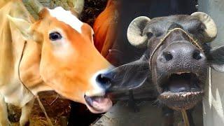 cow  buffalo sound   Ep - 12 #sound #cow #animals #village #buffalo