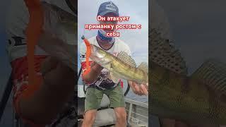 судак сожрал приманку как треть своего тела #рыбалка #fishing #рыбалканаспиннинг #рыбалка164rus