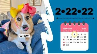 DOGS CELEBRATE RARE DATE! #corgi #shorts