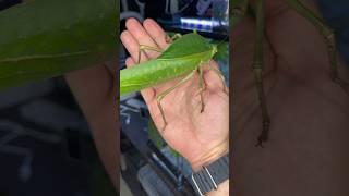 gigantic insects! #giantbug #giantlocust #insect #pokemon #shortswithzita #rock_n_insectes