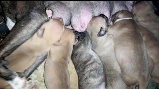 Pitbull VS Rottweiler - Rottweiler VS Pitbull - Blondi Foks