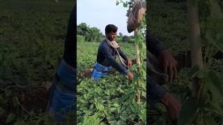 See What He Was Harvesting (Pointed Gourd) #shorts
