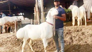 Live Soda | Turkey Dumbe | Bakra mandi | Shahpur kanjra| Mazhar Biba Official