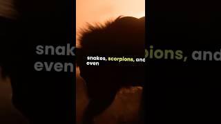 "Honey Badger vs. The Wild: Why Nothing Scares This Beast!"#facts #wildlife #natureunleashed