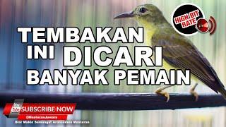  Kolibri Kelapa Gacor Full Tembakan Panjang️Kesukaan Juri️