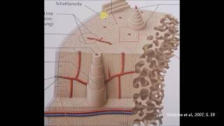 Aufbau des Knochens