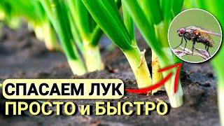 ЛУКОВАЯ МУХА погибает сразу если обработать этим лук. Простые способы борьбы с луковой мухой.