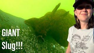 Will I find a sea hare?! 