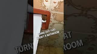 He Went to Grab Toilet Paper… #fyp #animals #shorts #FunnyPets #funnyanimals #core