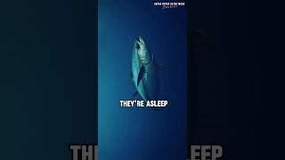 Why Tuna Can Never Stop Swimming #shorts #tuna