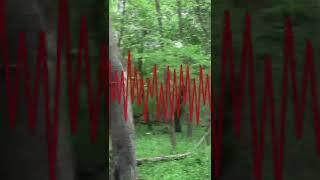 BIGFOOT’S Savage Snarl - CAUGHT ON CAMERA! | The Proof Is Out There #shorts