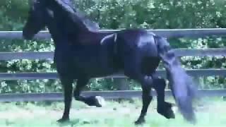 BLACK STALLION : Beautiful Friesian Horses. (Gramayre Saor)