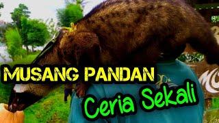 MUSANG PANDAN CERIA SEKALI