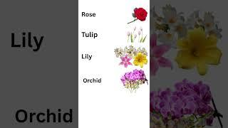 The rose, tulip, orchid, lily, sunflower nouns in english @Englishiseasy35