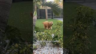 My dog thinks he’s good at sneak attacks! #goldendoodle #sneakattack #funnydogs