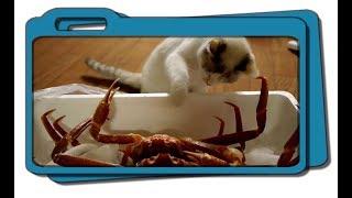 Cats VS Crabs