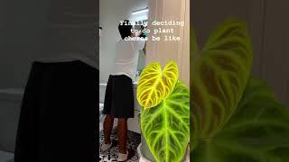 #funny #houseplants #houseplant #comedy #indoorplant #indoorplants #plantlife #plants #plant