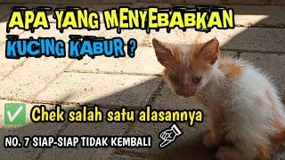 Alasan kucing pergi meninggalkan rumah - yuk chek disini