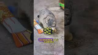 Lonely Manul #animals #Friendship #Us#Manul