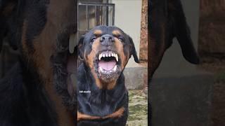 angry dog barking sound loud #rottweiler #petsempire #cuteanimal #pets #barkingbliss #doggie