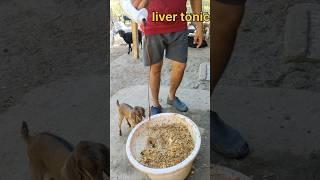 Goat feeding time Best formula #trending #goatfarming #dairyfarm #AdhikaryFarms #ytshorts #reel